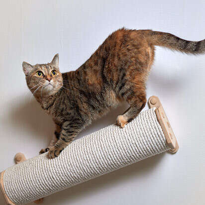 wandkratzbaeume bubblenavibanner 412x412